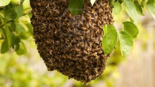 Tucumán: dos personas murieron atacadas por un enjambre de abejas