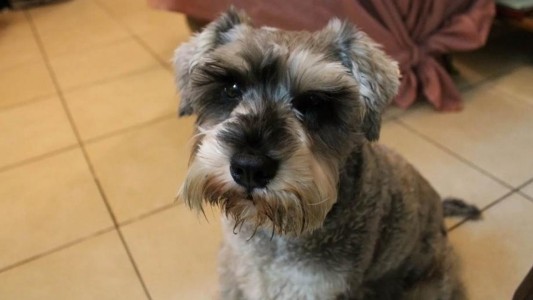 Video: así se robaron un perro de la puerta de un supermercado chino de Almagro