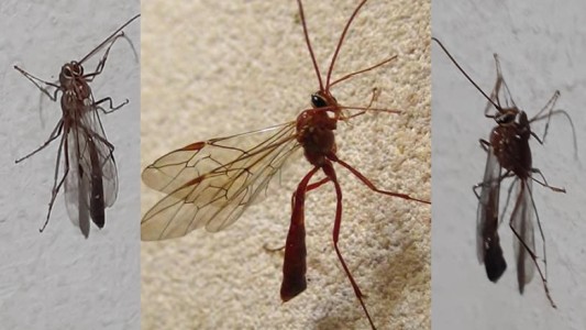 Una inquietante visita genera preocupación en Punta Alta por una posible plaga