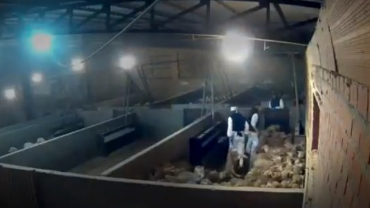 Video documento: los maltratos en un matadero, desde adentro