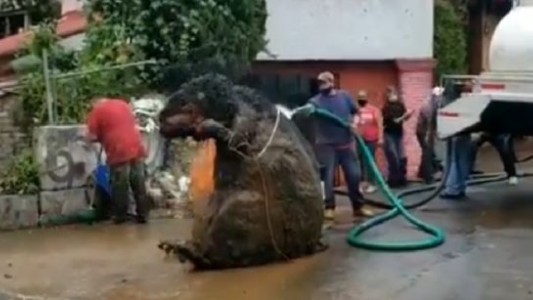 La misteriosa "rata gigante" que tapó un canal de drenaje y causó una inundación en México