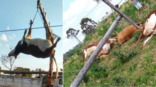 Vacas murieron electrocutadas al caer una línea de alta tensión en un campo