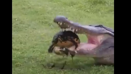 Video: cocodrilo no logra comerse a una tortuga