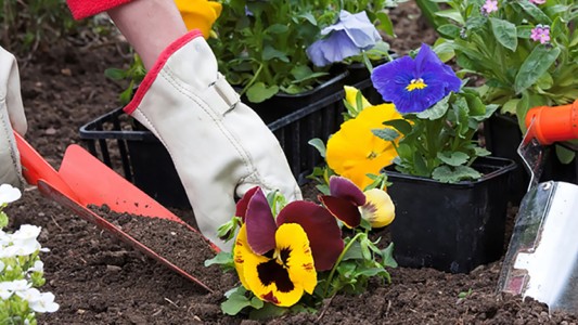 Se incrementó la demanda de cursos de jardinería durante el aislamiento social