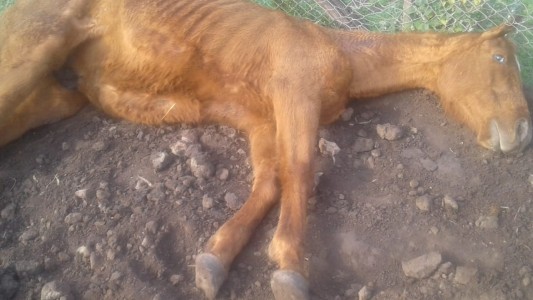 Atribuyen a un agroquímico la misteriosa mortandad de animales en un campo bonaerense