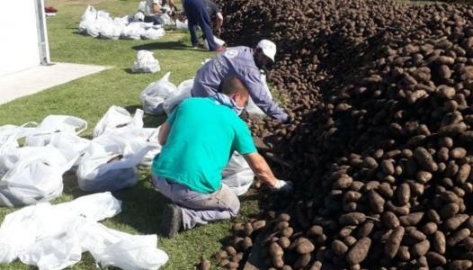 Cuarentena: La Red de Bancos de Alimentos recibió una donación histórica de casi 10 millones de kilos de papas