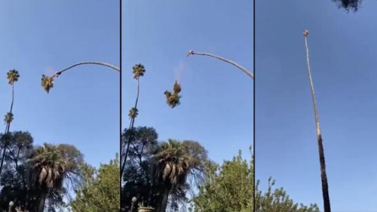 Video viral: el hombre que fue catapultado al cortar una enorme palmera