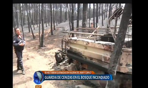 Guardia de cenizas en el bosque incendiado