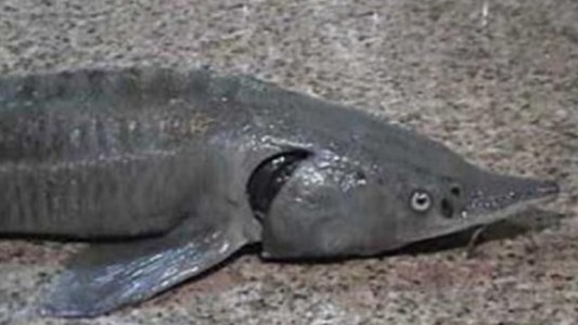 Misterio por la aparición de un esturión ruso en el río Paraná