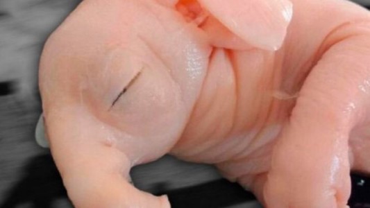 Nació un "chanchofante" en Pergamino: alertan sobre el uso de agrotóxicos