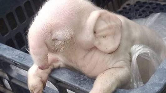 Otros casos de "chanchofantes" en el mundo