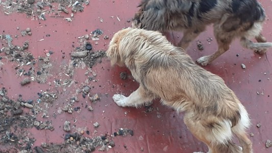 Video: La Policía de la Ciudad rescató a cuatro perros por maltrato animal