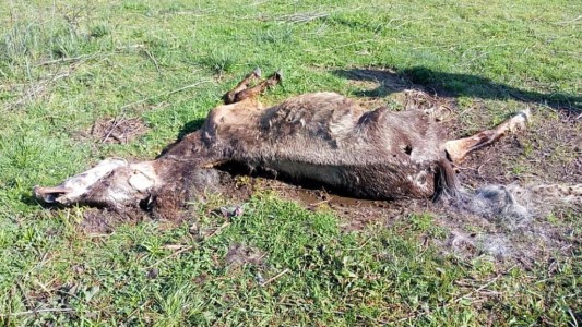 "El campo del horror": hallaron unos 500 caballos desnutridos y muertos en Esteban Echeverría