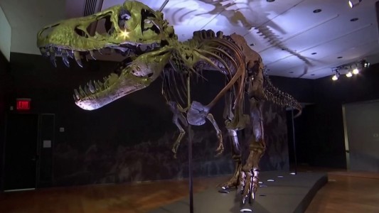 Pagan casi 32 millones de dólares por un dinosaurio subastado
