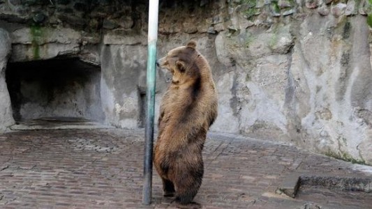 Aprobaron la reconversión del zoológico de Mendoza en Ecoparque y el traslado de los animales