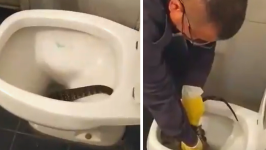 La Plata: Una mujer encontró un lagarto overo en su inodoro