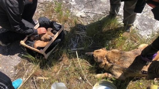 Bomberos rescataron a una perra con sus cachorros que habían sido abandonados en una cueva