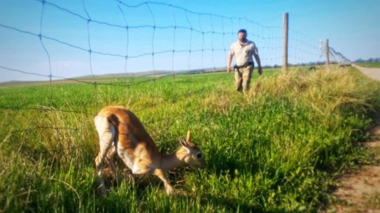 Video: Rescatan a un ciervo salvaje que quedó atrapado en el alambrado de un campo