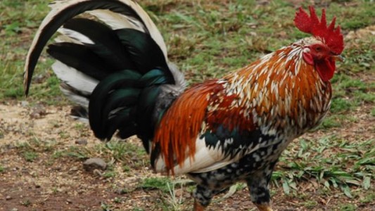 Pilar: dos detenidos por organizar riñas de gallos