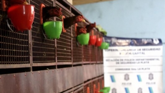 Video: rescataron 54 gallos de riña que estaban secuestrados en La Plata