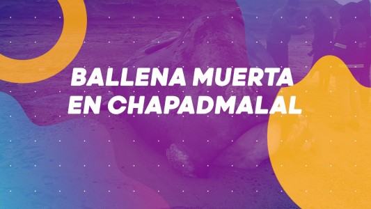 Murió una ballena en las costas de Chapadmalal, anuncian Nueva fase de la cuarentena - #BuenFlash