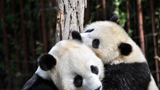 Video inédito: filmaron el cortejo y apareamiento de una pareja de pandas salvajes