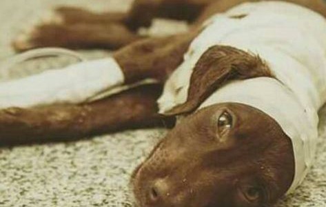Dolor por la muerte de "Chocolate", el perro despellejado y abandonado