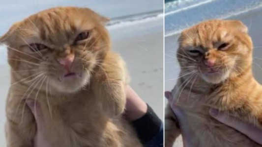 El gato que arrasa en las redes sociales tras su primera visita a la playa