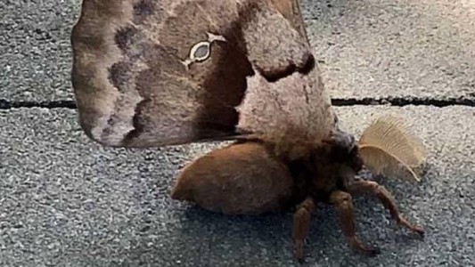 La verdad de la "tarántula con alas" que causó pánico en Estados Unidos y México