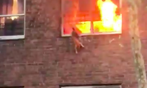 Video: el gato que se tiró desde un edificio en llamas para no morir quemado