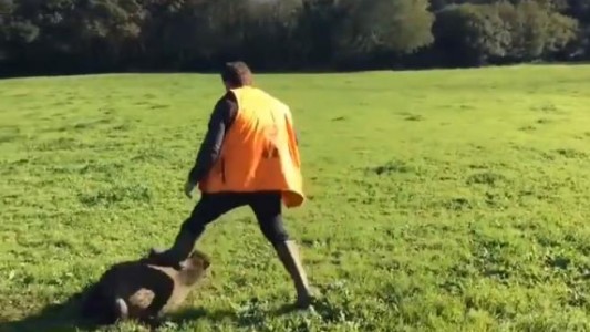 Video: el jabalí que se hace el muerto, engaña a sus cazadores y los ataca