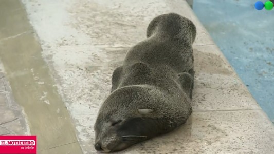 Un lobito marino apareció solo en las cosas de Berazategui y fue rescatado