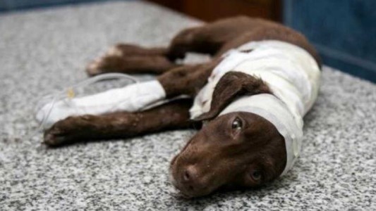 Detuvieron a un hombre por el brutal ataque a "Chocolate"