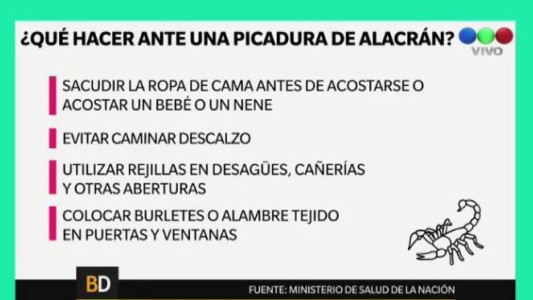 ¿Qué hacer ante la aparición de un alacrán?