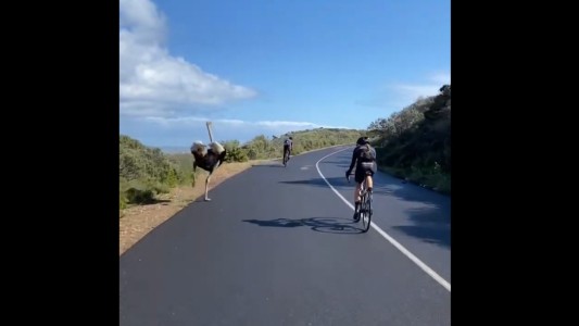 La loca carrera de un avestruz contra unos ciclistas