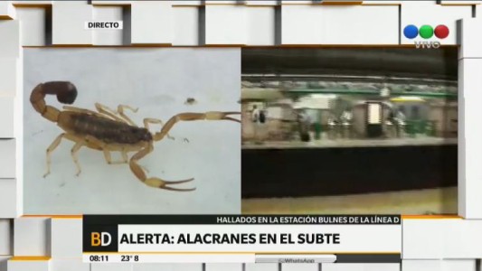 Encontraron un alacrán en la estación Bulnes de la línea D