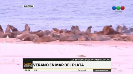 La lobería de Mar del Plata