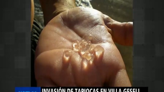 Aguas peligrosas en Villa Gesell y Pinamar por una invasión de tapiocas