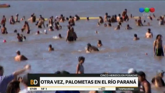Las palometas volvieron a atacar en el Paraná