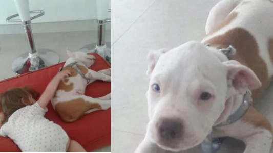 Cuánta crueldad: a dos nenas les robaron un cachorro que  habían recibido para Navidad
