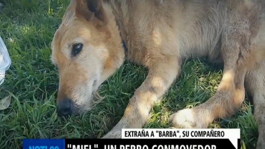 "Miel", un perro conmovedor
