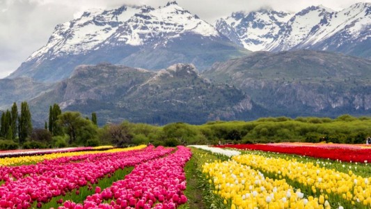 Así se vivió la "lluvia de tulipanes" en Trevelin
