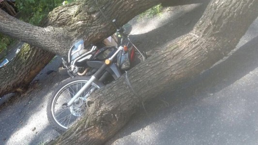 Murió el motociclista al que se le cayó un árbol encima