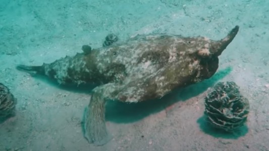Video: se topó con un raro pez que "camina"