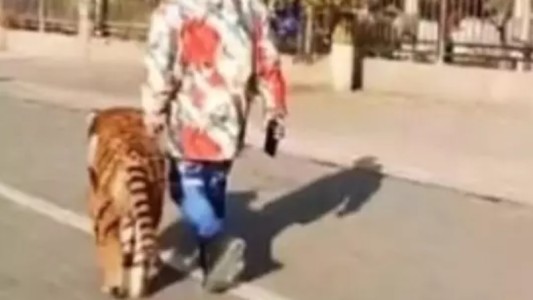 Video: tiñó el pelo de un perro y lo sacó a pasear como si fuera un tigre