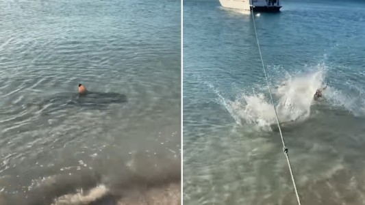 Video: un perro se tiró al agua y le hizo frente a un tiburón
