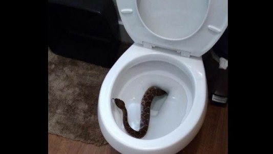 Un niño usó el inodoro y apareció una víbora cascabel, luego encontraron 23 más