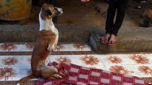 Encontró casa la perra callejera que hallaron herida y a la que tuvieron que amputarle las piernas