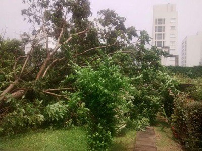 Joven vigilador muerto en La Plata por la caída de un árbol en el temporal