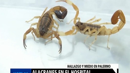 Hallaron un alacrán en la terapia intensiva del Hospital de Niños de Palermo